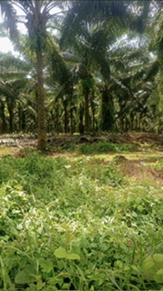 TERRAIN EN VENTE À BINGERVILLE / JACQUEVILLE