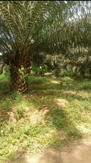 TERRAIN EN VENTE À BINGERVILLE / JACQUEVILLE