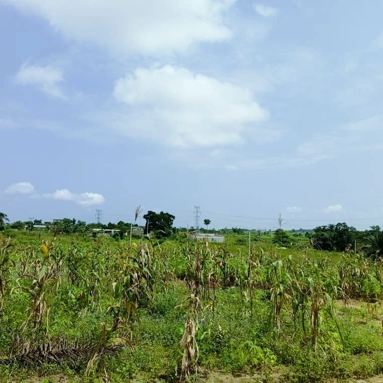 VENTE DES TERRAINS YOPOUGON SONGON AGBAN ATTIÉ 2
