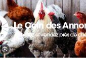 Poulets africains du village
