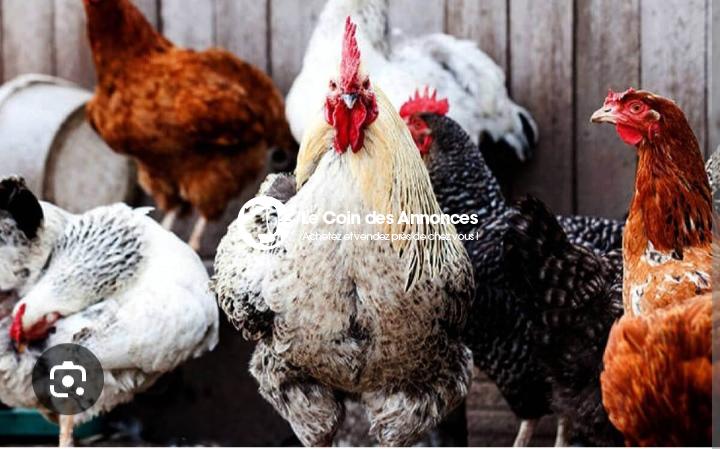 Poulets africains du village