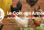 Poulets africains du village