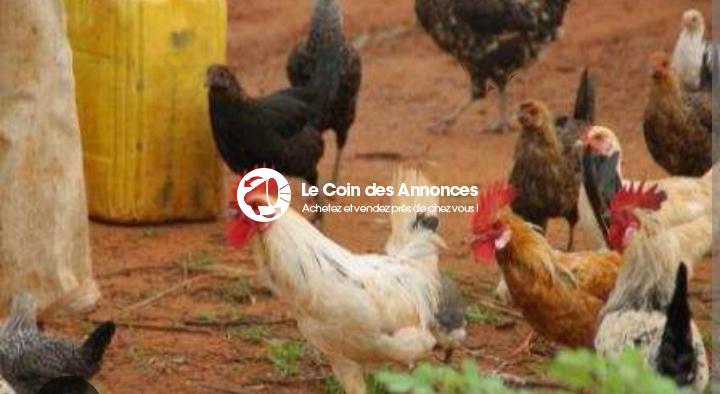 Poulets africains du village