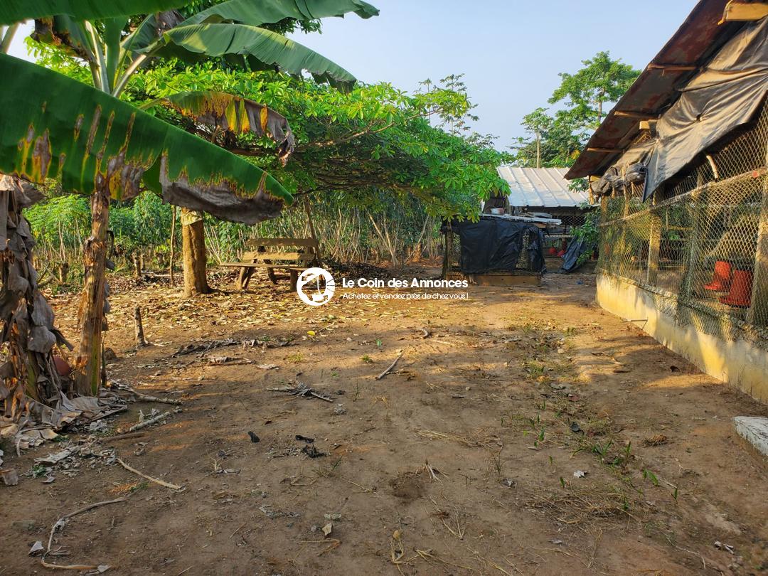EN VENTE FERME AVICOLE CLÉ EN MAIN PRIX A DEBATTRE