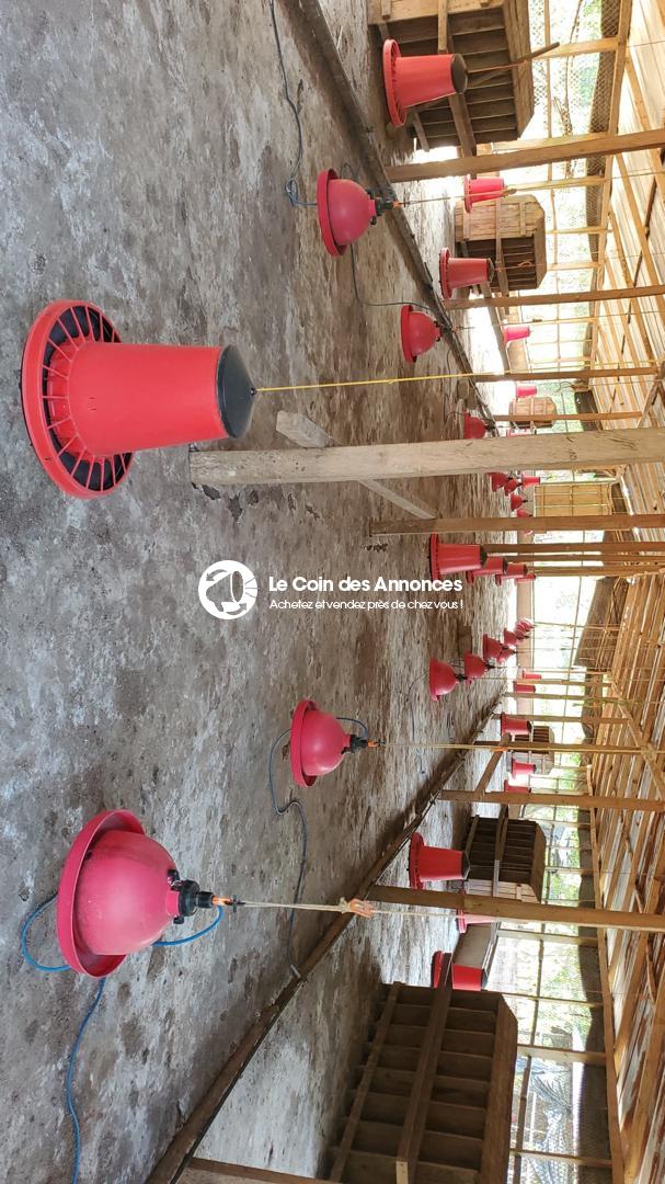 EN VENTE FERME AVICOLE CLÉ EN MAIN PRIX A DEBATTRE