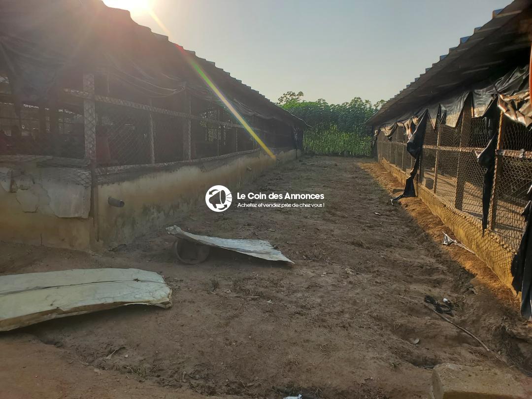 EN VENTE FERME AVICOLE CLÉ EN MAIN PRIX A DEBATTRE