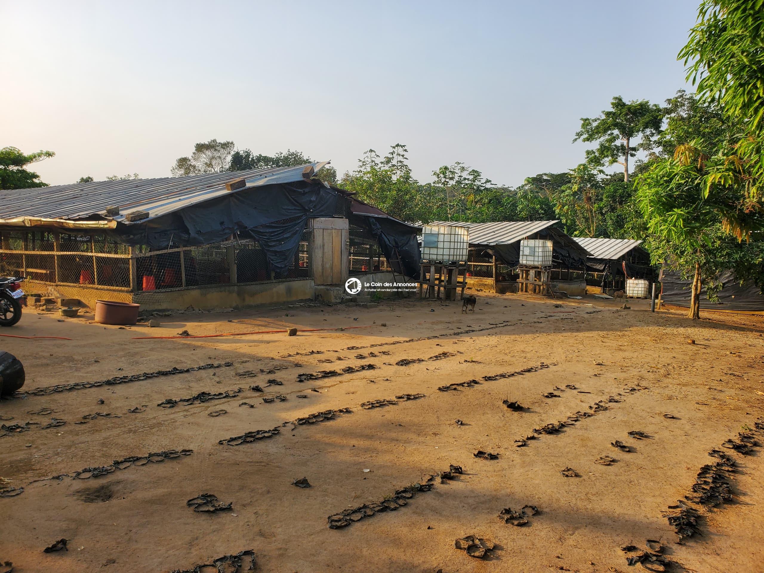 A VENDRE UNE FERME AVICOLE CLÉ EN MAIN